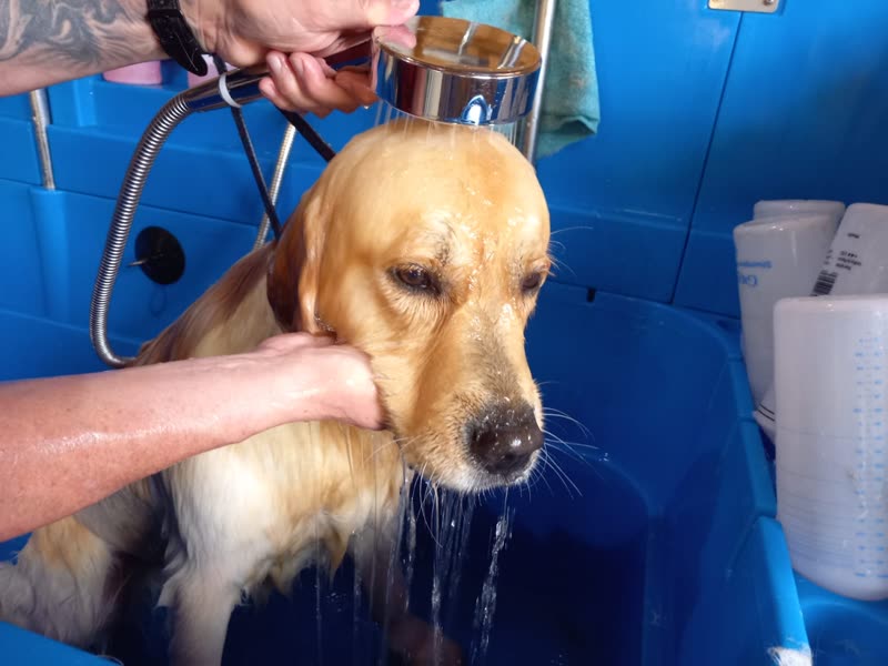 A golden retriever being rinsed with a shower head in a blue grooming bath, held steady by the groomer's hands