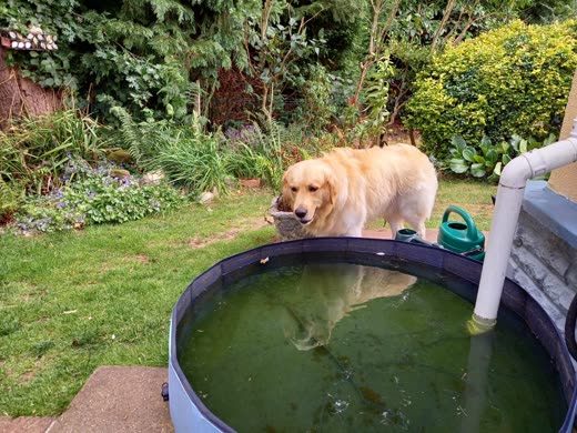 A golden retriever standing in a garden beside a large round tub of water
